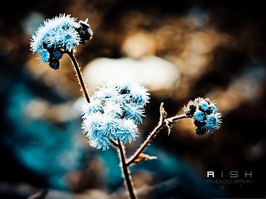 click to free download the wallpaper--Photos of Nature Landscape, Winter Flowers Covered with Snow, Be Tough and Survive