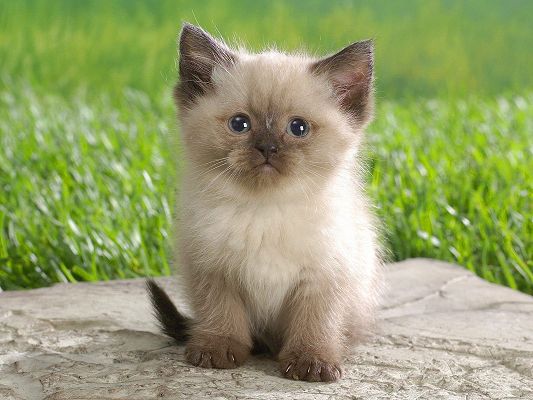 click to free download the wallpaper--Pic of Cute Animal, Himalayan Kitten on Stone, Quiet and Still, Green Grass as Background