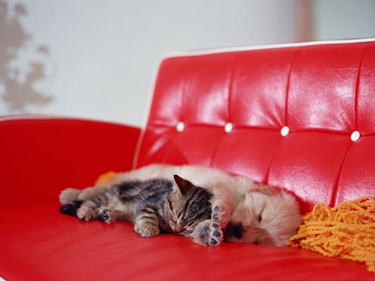 click to free download the wallpaper--Pic of Pussy Cat, Kitten Lying and Sleeping on Red Sofa, Great Relationship with Puppy