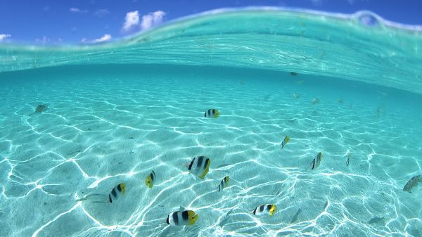 click to free download the wallpaper--Pics of Clear Sea - The Sea is Incredibly Blue and Clear, You Know Where Sea Fishes Are Going