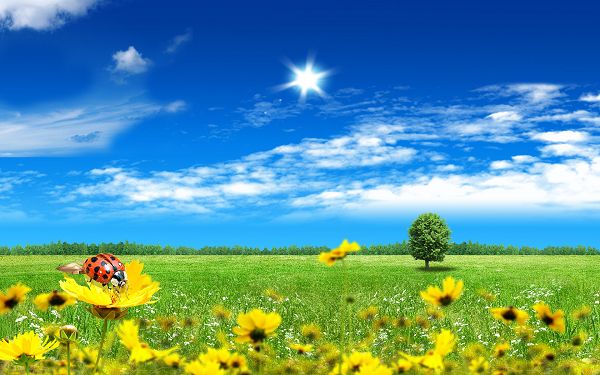 click to free download the wallpaper--Pics of Flowers - Beautiful Fantasy World in Pixel of 1920x1200, Ladybug on a Yellow Flower, Grab Maximum Amount of Attention