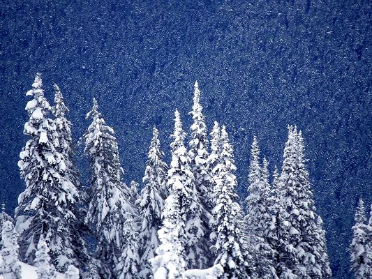 Pics of Natural Landscape, Snow Mountain Forest, Snow-Covered Tall Trees