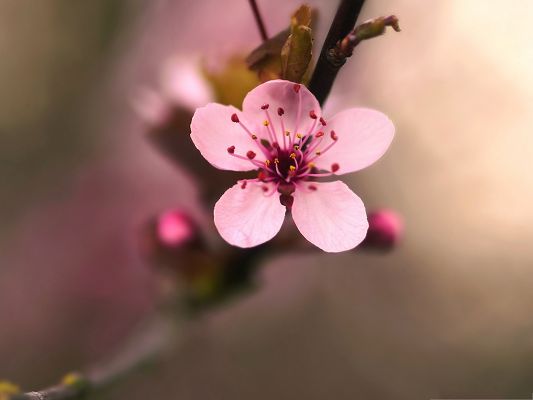 click to free download the wallpaper--Pink Cherry Flower Image, Lonely Cherry Flower in Bloom, Micro Focus