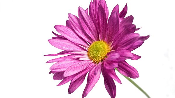 click to free download the wallpaper--Pink Daisy Post in Pixel of 1920x1080, Pink Petals Embracing the Yellow Stamen, Together, They Look Great and Fit - HD Natural Scenery Wallpaper