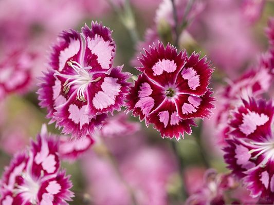 click to free download the wallpaper--Pink Flowers Image, Blooming Flowers Under Macro Focus, Incredible Scene