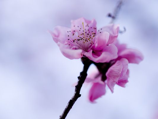 click to free download the wallpaper--Pink Flowers Photography, Blooming Flowers on Black Branch, Incredible Look