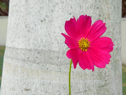 click to free download the wallpaper--Pink Flowers Picture, Small Flower Blooming, Put Against White Paper Background