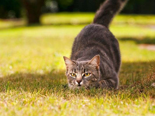 click to free download the wallpaper--Playful Cat Photo, Curled Up Body, Stay on Green Grass, Start Out in a Rush