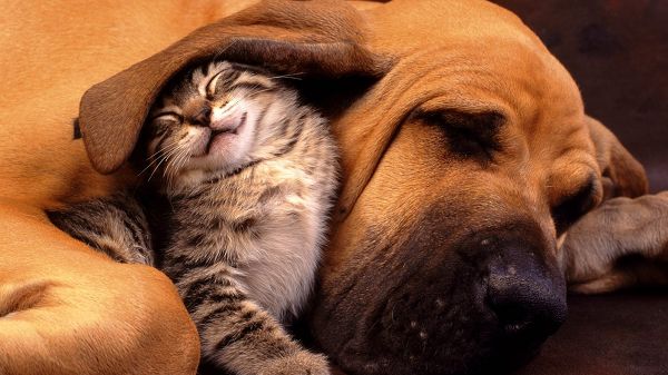 click to free download the wallpaper---Playing Together, Kitty Sleeping Under Puppy's Ear, Relationship is Definitely Close - Cute Kitty and Puppy Like Family