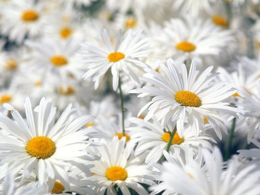 click to free download the wallpaper--Plentiful Oxeye Daisies Post in 1600x1200 Pixel, All Flowers in Bloom, a Field of Smiling Face, Shall Attract Much Attention - HD Natural Scenery Wallpaper