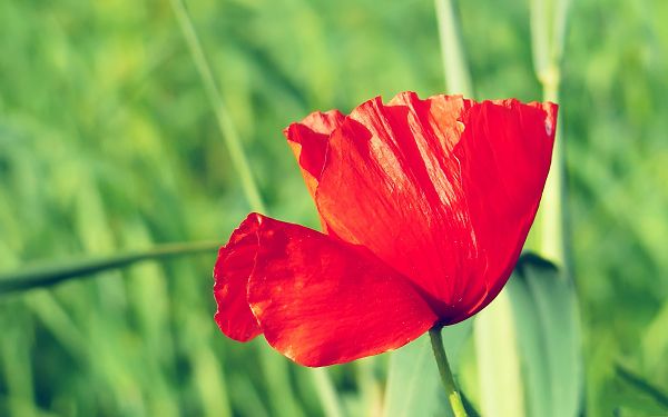 click to free download the wallpaper--Poppy Flower Photos, a Red Flower Among Green Trees, What a Contrast!