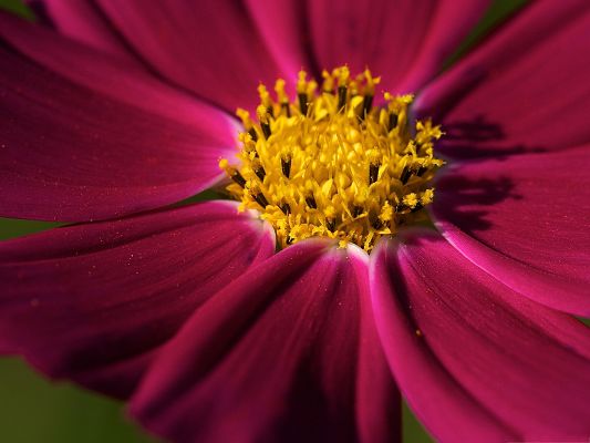 click to free download the wallpaper--Purple Cosmos Flower, Pink Petals and Yellow Stamen, Amazing Look