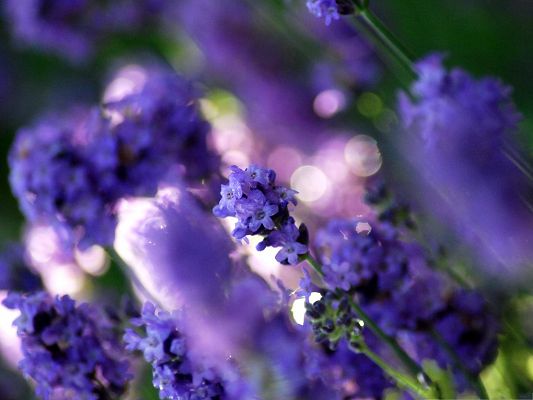 click to free download the wallpaper--Purple Flowers Image, Beautiful Flower in Bloom, Bubbles in the Middle