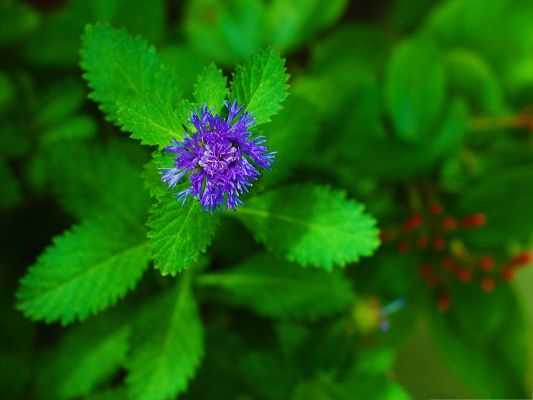 click to free download the wallpaper--Purple Flowers Image, Blooming Flower, Green Leaves Beneath