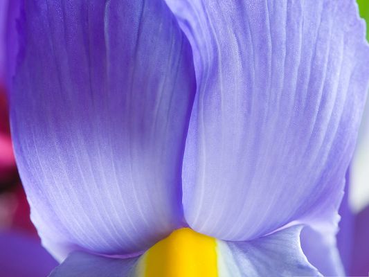 click to free download the wallpaper--Purple Iris Flower, Beautiful Flower with Long Petals, Great in Look