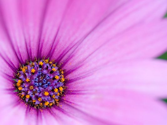 click to free download the wallpaper--Purple Osteospermum Flower, Long Stretched Petals, Impressive Look