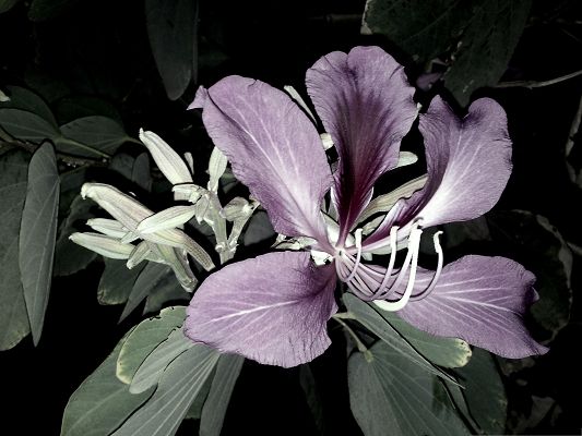 Purple Violet Flower, Beautiful Flower in Bloom, White and Black Style