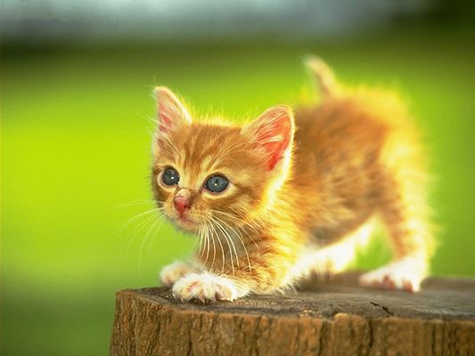 Pussy Cat Picture, Little Golden Kitten on Wood, Standing Up Tall