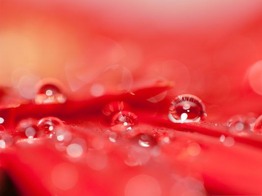 click to free download the wallpaper--Red Flowers Picture, Beautiful and Clear Water Drops, Amazing Scene