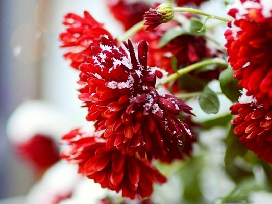 click to free download the wallpaper--Red Flowers Picture, White Snow on Blooming Flower, Great Scene
