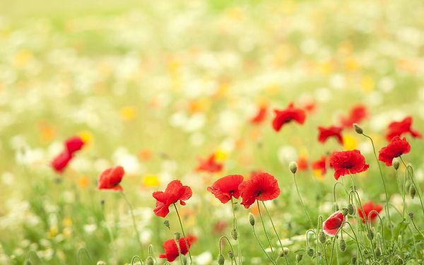 click to free download the wallpaper---Red Flowers and Green Grass Combined, Some Grass Mere, a More Attractive Scene is Gained - HD Natural Scenery Wallpaper
