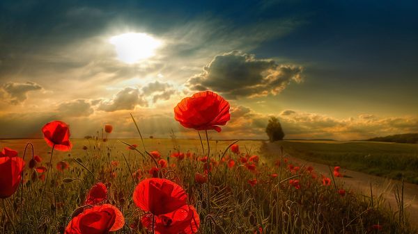 click to free download the wallpaper---Red Flowers on Brown Ground, Blue Sky and Sunlight, Flowers Draw Incredible Attention - HD Natural Scenery Wallpaper