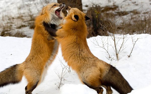 click to free download the wallpaper--Red Foxes Montana HD Post in Pixel of 1920x1200, Two Wolves Fighting in Snowy World, Hard to Put It an End - TV & Movies Post