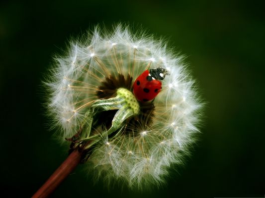 click to free download the wallpaper--Red Ladybug Image, Tiny Insect on White Dandelion, Great in Look
