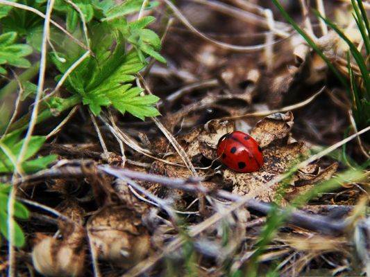 click to free download the wallpaper--Red Ladybug Picture, Tiny Insect on Brown Leaves, Autumn Scene