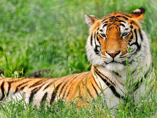 click to free download the wallpaper--Resting Tiger Pictures, Beautiful Tiger Lying on Green Grass, Amazing Look