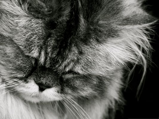 click to free download the wallpaper--Sad Cat Picture, Kitten's Face Rubbed, Too Sad to Rise Its Face