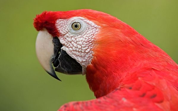 click to free download the wallpaper--Scarlet Macaw Portrait Post in Pixel of 1920x1200, All Details Shown Clearly, Green and Red Combine Quite a Contrast - Cute Animals Wallpaper