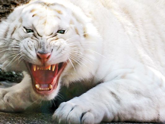 click to free download the wallpaper--Scary Animal Post, an Angry White Tiger is Screaming, Someone is Going to Pay the Price