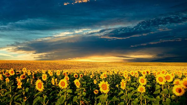 click to free download the wallpaper--Sceneries with Flowers - A Field of Sunflowers Are Smiling, the Incredibly Blue Sky, Combine a Great Scene