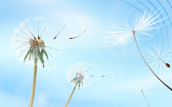 click to free download the wallpaper---Seeds of the Dandelions Free in Flying, with Blue Sky, One's Dream Can be Easy to Realize - Flying Dandelions Wallpaper