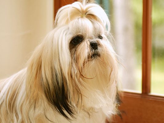 click to free download the wallpaper--Shih Tzu Pet Dog Image, Well-Deserved of Its Name, Beautiful and Attractive