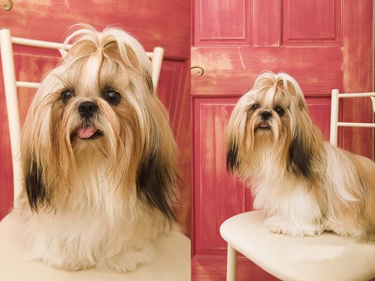 click to free download the wallpaper--Shih Tzu Pet Dog Image, is Beautiful and in Good Temper, Great Puppy!
