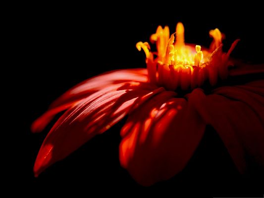 click to free download the wallpaper--Shinning Flower Picture, Bright Red Flower on Dark Background, Impressive Scene