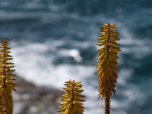 click to free download the wallpaper--Shore Flower Images, Yellow and Long Flowers, Under the Blue Sky