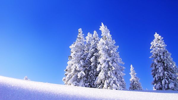 click to free download the wallpaper---Showing a Snow World, Everything is Thick Snow Covered, Background is Blue, What a Clear and Pure World - HD Natural Scenery Wallpaper