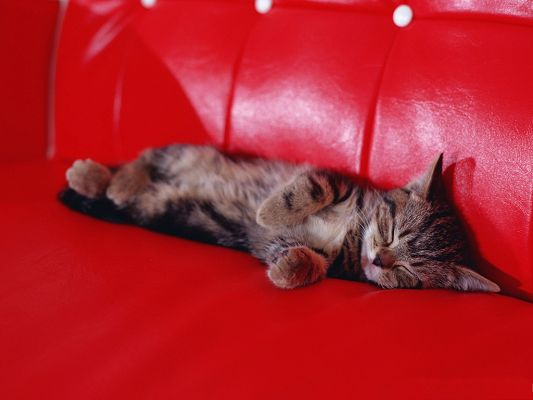 click to free download the wallpaper--Sleeping Kittens Pic, Lying on Red Sofa, Having Sound Sleep