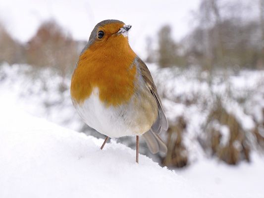 click to free download the wallpaper--Small Bird Photography, Beautiful Bird in Snow, Tough to Survive