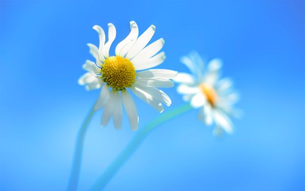 click to free download the wallpaper---Small Yet Persistent in Life, Blue Background is Clean and Simple, the Flower is More Emphasized - Natural Scenery Wallpaper