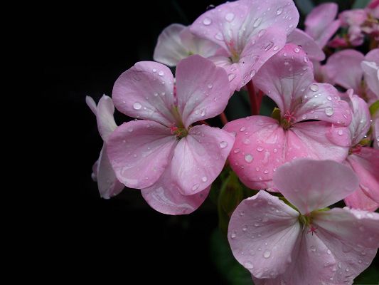 click to free download the wallpaper--Spring Flowers Image, Pink Flowers with Rain Drops All Over, Properous Scene