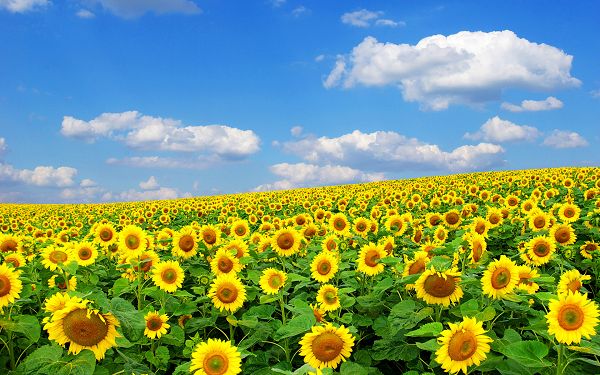 click to free download the wallpaper---Sunflowers Raising the Head and Smiling, They Deserve the Good Mood, Very Beautiful - HD Natural Scenery Wallpaper