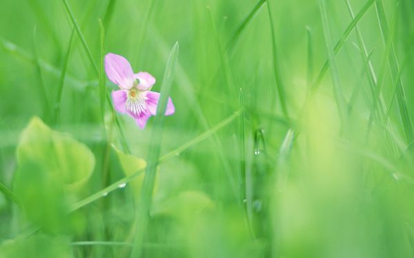 click to free download the wallpaper--Sweet Romantic Flowers, a Pink Flower Among Green Grass, Waterdrops All Over