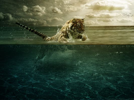 click to free download the wallpaper--Swimming Tiger Pic, Brave Tiger Leaping in Water, What Is It After?