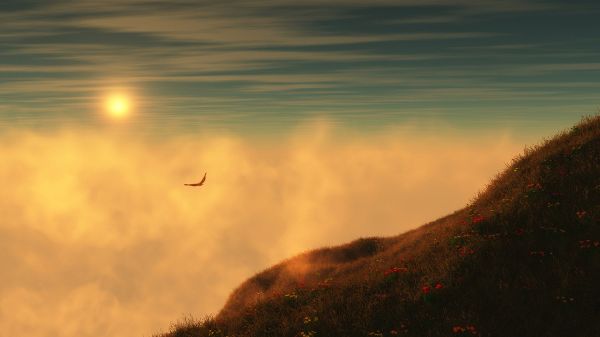 click to free download the wallpaper--The Rising Sun, Golden and Warm Light is Generated, a Lonely Bird, Hope She Will Catch Up With Her Family and Group - HD Natural Scenery Wallpaper