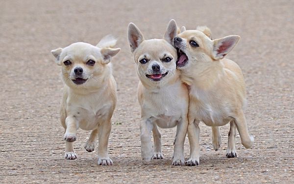Three Chihuahuas in Walking, All Looking at the Screen, Why I am Not the VIP to Stand in Middle? - Lovely Chihuahua Wallpaper