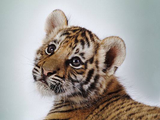 click to free download the wallpaper--Tiger Cub Pic, Cute Tiger with Wide Open Eyes, Like the King